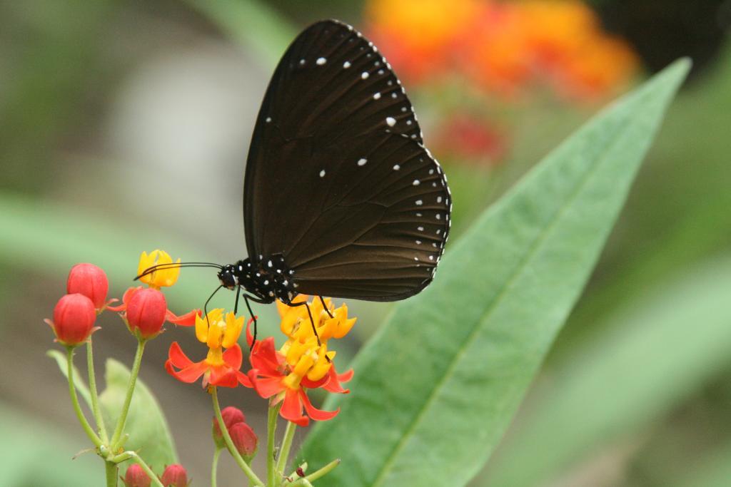 Butterfly B&B Manzhou Ngoại thất bức ảnh