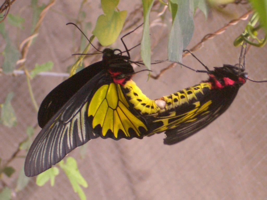 Butterfly B&B Manzhou Ngoại thất bức ảnh